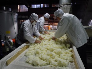 酒造米の放冷作業