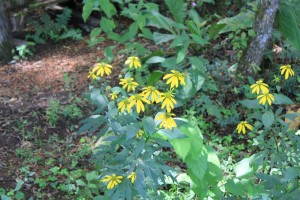 春には水芭蕉が咲き誇る