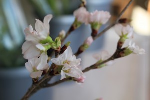 花売り場の桜